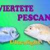 Jig de metal para Pescar Cachema Espejos Trucha fundido Jigging 10g Alta calidad VERDE - Imagen 3